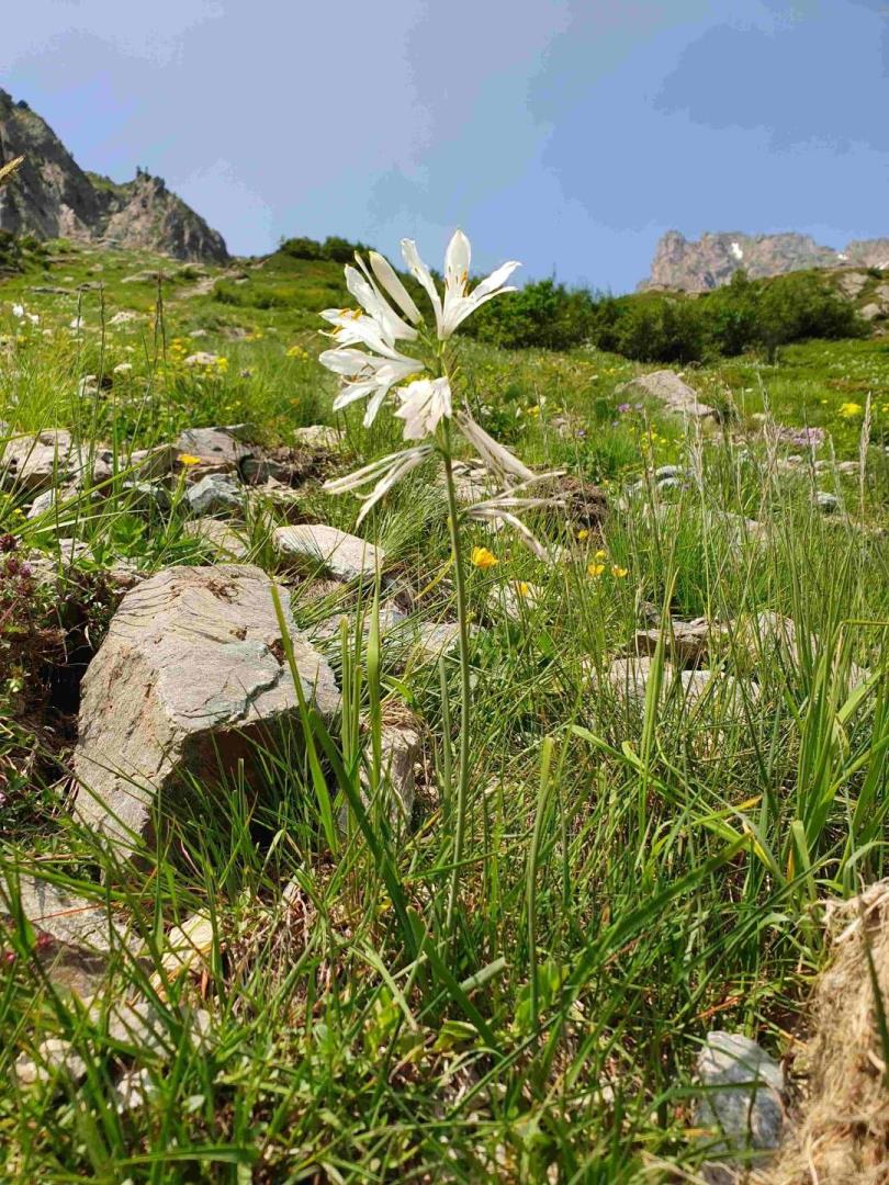 Anthericum lilago